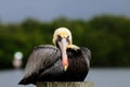 Pelican portrait front breeding colors Royalty Free Stock Photo