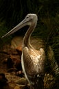 A pelican portrait hit by a beam of light Royalty Free Stock Photo