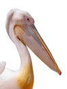 Pelican portrait isolated on white background Royalty Free Stock Photo