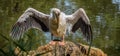 Pelican portrait showing its open large wings.