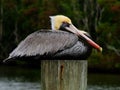 Pelican portrait side breeding colors Royalty Free Stock Photo