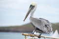 Pelican portrait Royalty Free Stock Photo