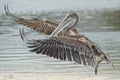 Pelican portrait Royalty Free Stock Photo