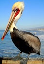 Pelican Pose