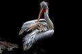 Pelican Royalty Free Stock Photo