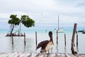 Pelican Posing, Traveler Sleeping on Wood Deck and White Boat Royalty Free Stock Photo