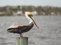 Pelican on a Post