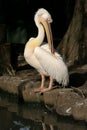 Pelican preening Royalty Free Stock Photo