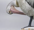 Pelican Preening Royalty Free Stock Photo