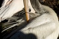 Pelican preening feathers Royalty Free Stock Photo