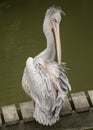 Pelican preening Royalty Free Stock Photo