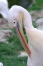 Pelican preening itself Royalty Free Stock Photo