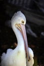 Pelican preening Royalty Free Stock Photo