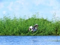 Pelican at Prek Toal Bird Sanctuary Siem Reap Royalty Free Stock Photo