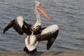 Pelican Prepares for Take off Royalty Free Stock Photo