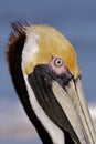 Pelican profile Royalty Free Stock Photo