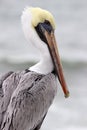Pelican Profile Royalty Free Stock Photo