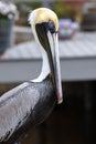Pelican Profile With Large Beak Royalty Free Stock Photo