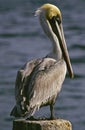 Pelican Profile Royalty Free Stock Photo