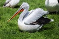 Pelican in profile sitting on the ground Royalty Free Stock Photo