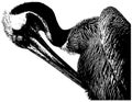 Pelican profile sketch in black on white background Royalty Free Stock Photo