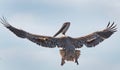 Pelican on the prowl Royalty Free Stock Photo