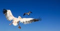 Pelican pursues a seagull. Bird animal fight in the air. Royalty Free Stock Photo