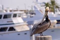 Pelican on Pylon