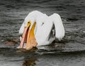Fresh Fish for Breakfast for this Pelican.