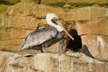 pelican recorded on a rock. large seabird with richly textured plumage