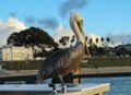 Pelican on the Redondo Beach Pier, South Bay of Los Angeles County, California Royalty Free Stock Photo