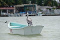 Pelican resting on a boat, mexican village in a background