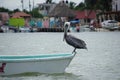 Pelican resting on a boat, mexican village in a background