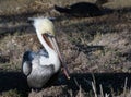 Pelican resting  at cliffs of  La Jolla Cove Royalty Free Stock Photo