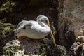 Pelican resting on a rock next to a waterfall in the tropical jungle in the Mexican Mayan Riviera