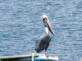 Pelican resting on the shore of a boat in the Pacific Ocean. Boat sailing with a pelican.