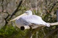 Pelican resting on a wooden promontory Royalty Free Stock Photo