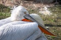 A pelican rests gracefully, its orange bill tucked into a lush white feathered body, exemplifying the serene beauty of Royalty Free Stock Photo