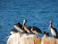 Pelican on the rock, coquimbo, chile Royalty Free Stock Photo