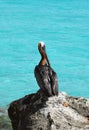 Pelican on a rock