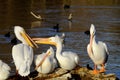 Pelican's on Log