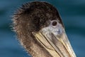 The Pelican's World: Brown Pelican in Stunning Detail