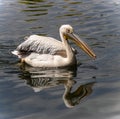 Pelican sailing on the water