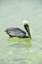 A Pelican in San Pedro, Belize