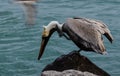 Pelican Scratching Royalty Free Stock Photo