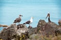 Pelican and Seagul