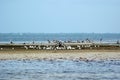 Pelican and Seagull Island