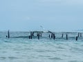 Pelican and seagulls stand in wood poles in the sea one of the seagulls fly