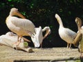 Pelican seating in nuremberg zoo in germany