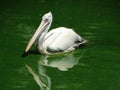 Pelican at the shallow waters of Belize